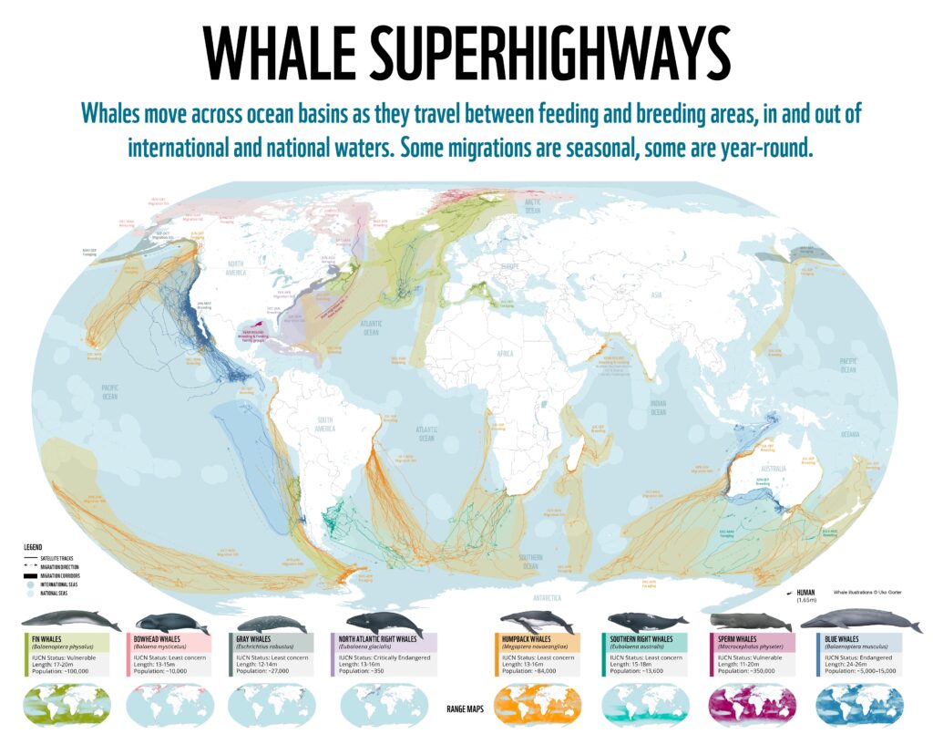 Rutas de migración de las ballenas (2022)