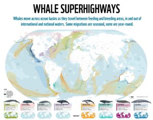 Whale migration routes (2022)