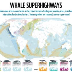 Rutas de migración de las ballenas (2022)