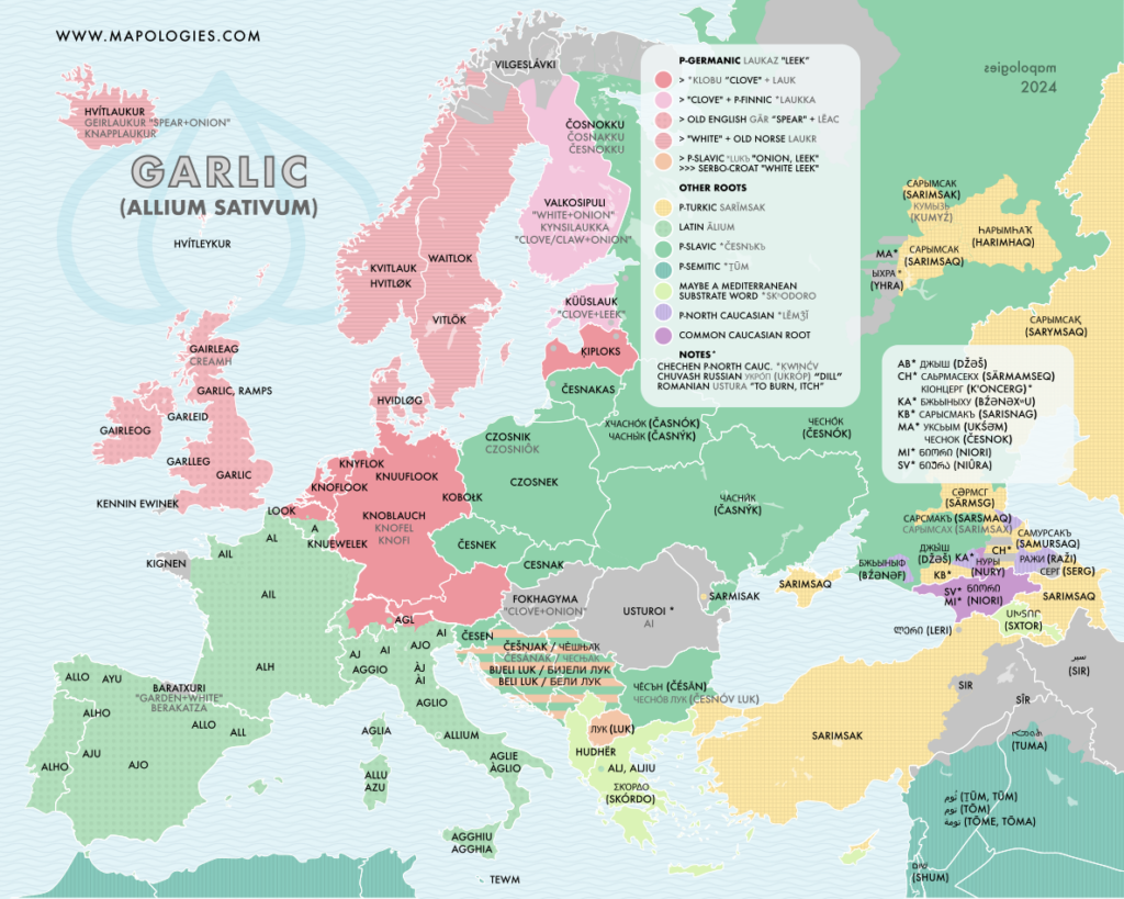 Linguistic map of garlic (2024)