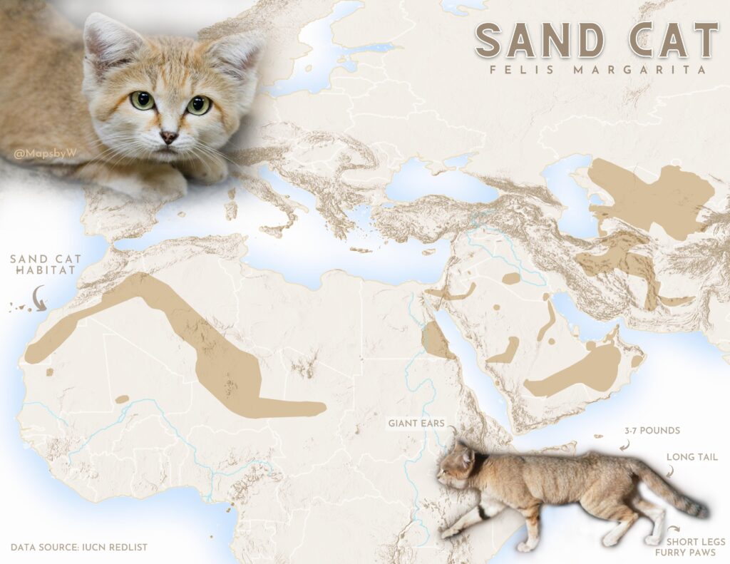 Sand cat habitat (2022)